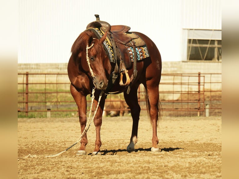 American Quarter Horse Stute 3 Jahre 155 cm Rotfuchs in Fredericksburg