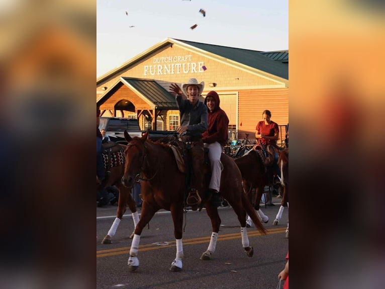 American Quarter Horse Stute 3 Jahre 155 cm Rotfuchs in Fredericksburg