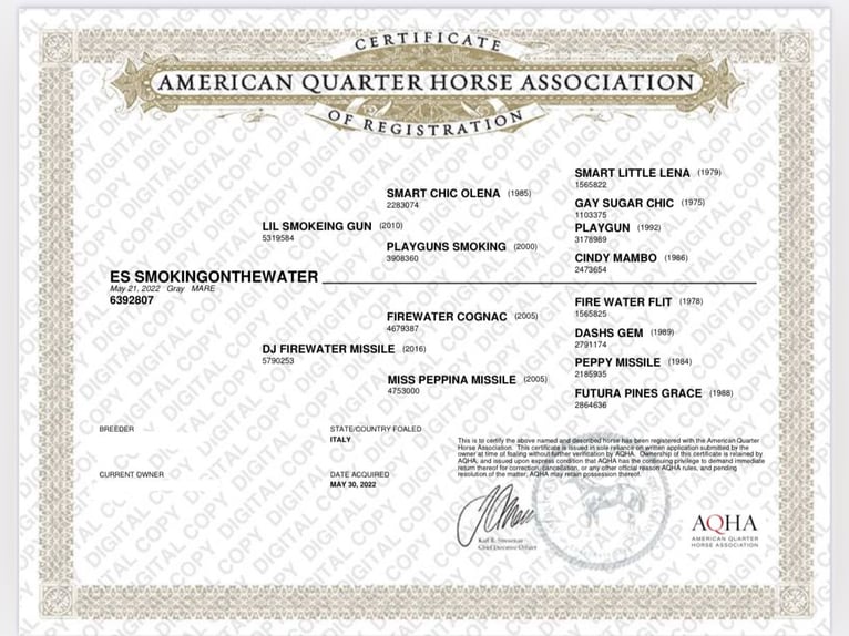 American Quarter Horse Stute 3 Jahre 155 cm Schimmel in Poing