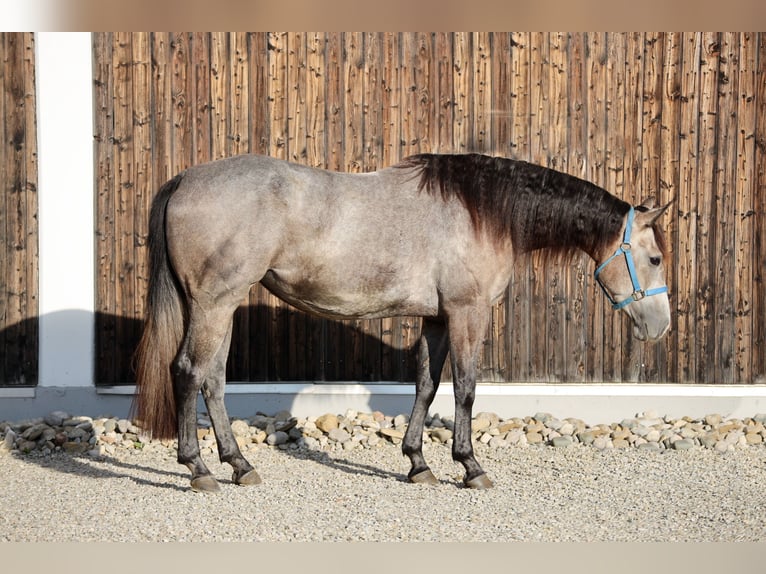 American Quarter Horse Stute 3 Jahre 155 cm Schimmel in Poing