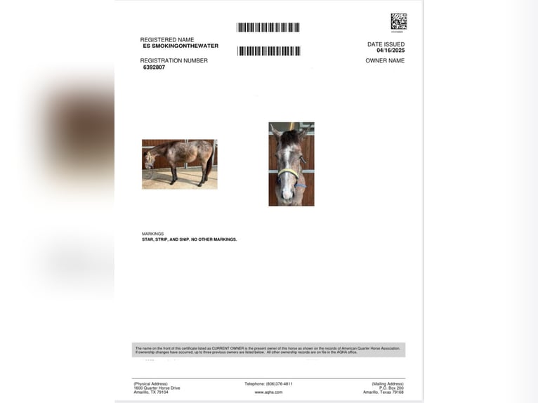 American Quarter Horse Stute 3 Jahre 155 cm Schimmel in Poing