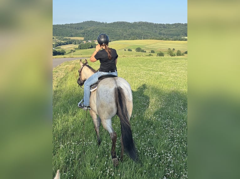 American Quarter Horse Stute 3 Jahre 156 cm Grullo in Höringen