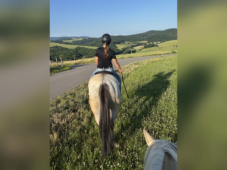 American Quarter Horse Stute 3 Jahre 156 cm Grullo in Höringen