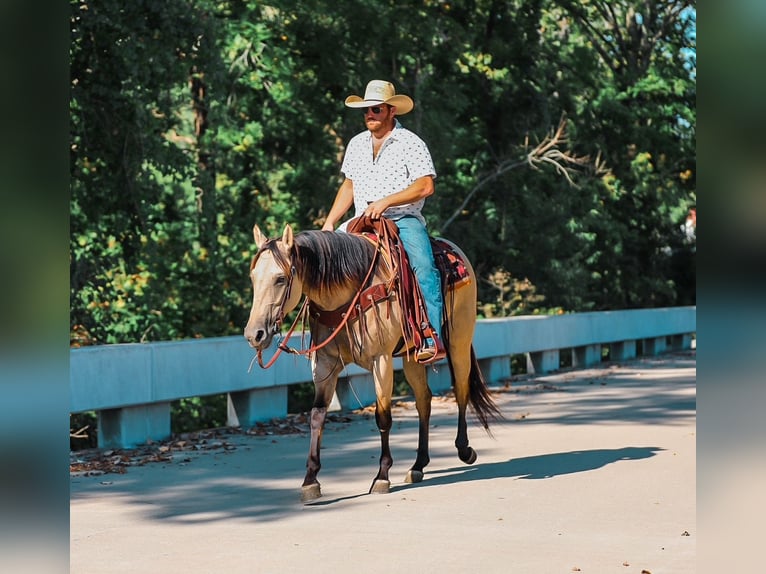 American Quarter Horse Stute 3 Jahre 157 cm Buckskin in Santa Fe, TN