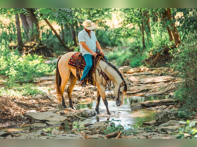 American Quarter Horse Stute 3 Jahre 157 cm Buckskin in Santa Fe, TN