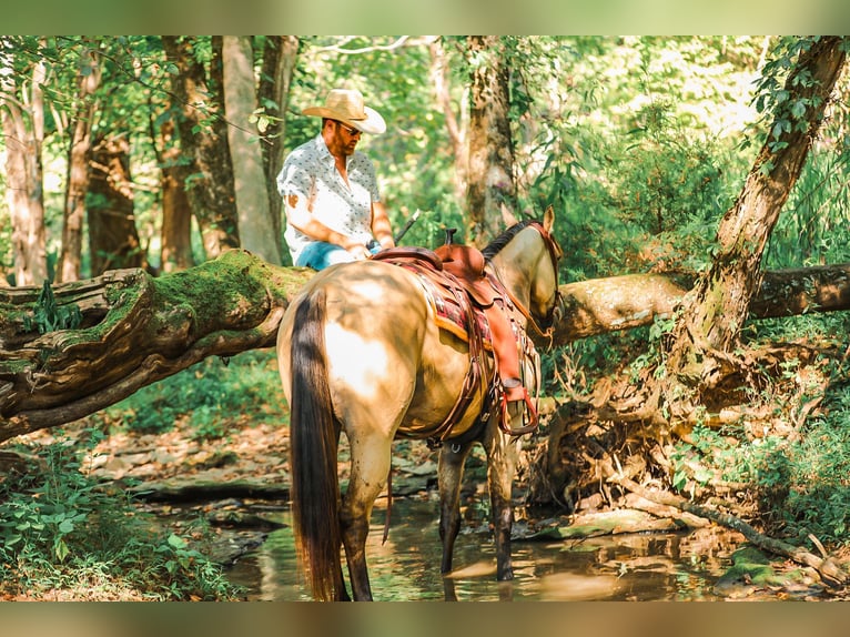 American Quarter Horse Stute 3 Jahre 157 cm Buckskin in Santa Fe, TN
