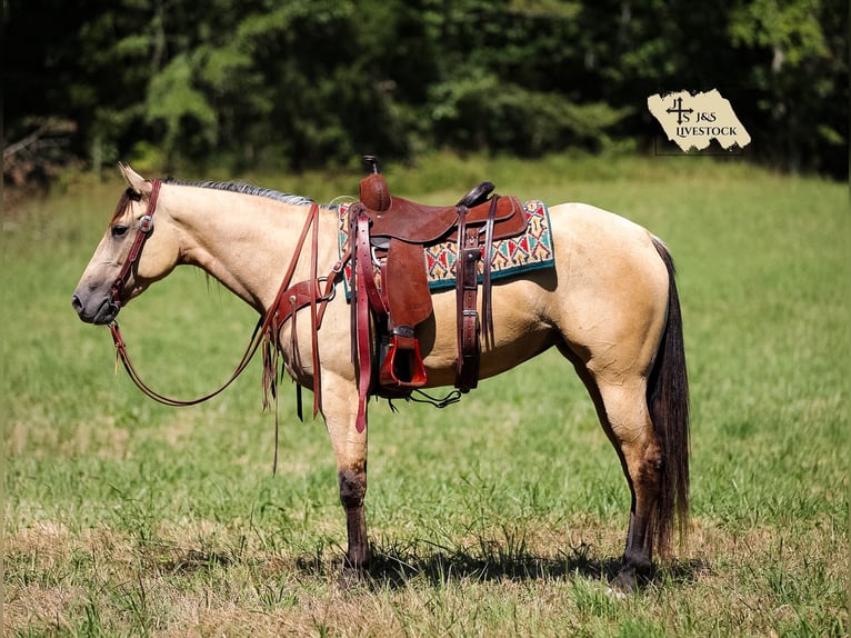 American Quarter Horse Stute 3 Jahre 157 cm Buckskin in Santa Fe, TN