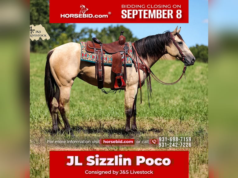 American Quarter Horse Stute 3 Jahre 157 cm Buckskin in Santa Fe, TN