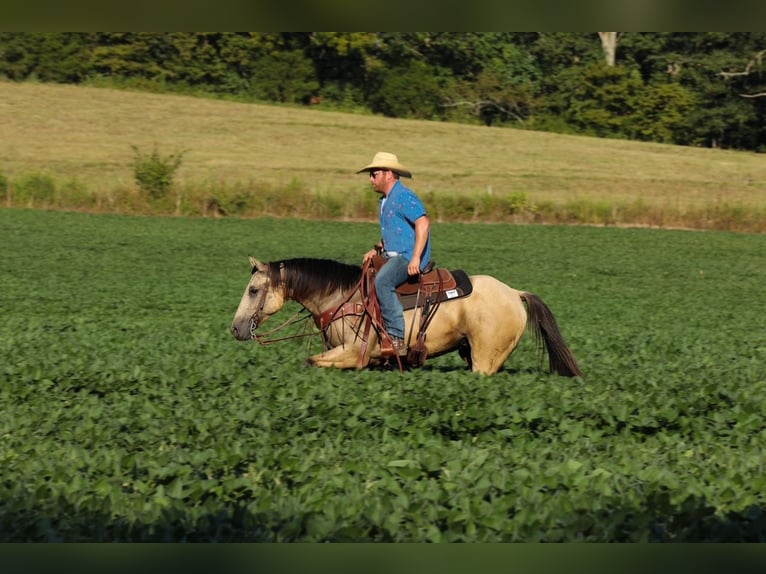 American Quarter Horse Stute 3 Jahre 157 cm Buckskin in Santa Fe American Quarter Horse Stute 3 Jahre 157 cm Buckskin in Santa Fe