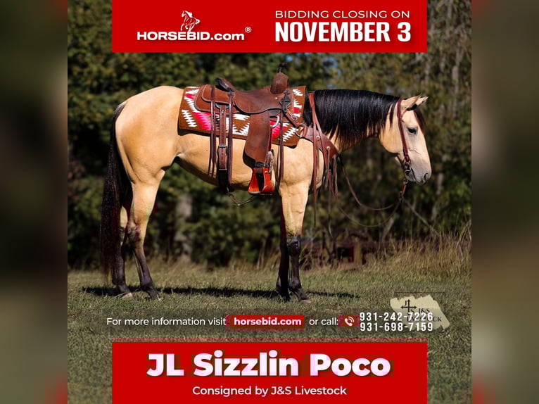 American Quarter Horse Stute 3 Jahre 157 cm Buckskin in Santa Fe American Quarter Horse Stute 3 Jahre 157 cm Buckskin in Santa Fe