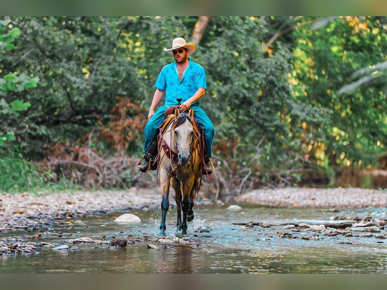 American Quarter Horse Stute 3 Jahre 157 cm Buckskin in Santa Fe American Quarter Horse Stute 3 Jahre 157 cm Buckskin in Santa Fe