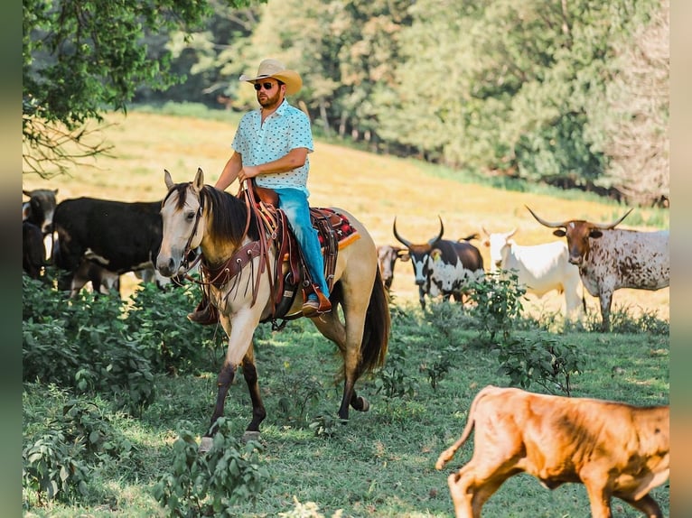American Quarter Horse Stute 3 Jahre 157 cm Buckskin in Santa Fe