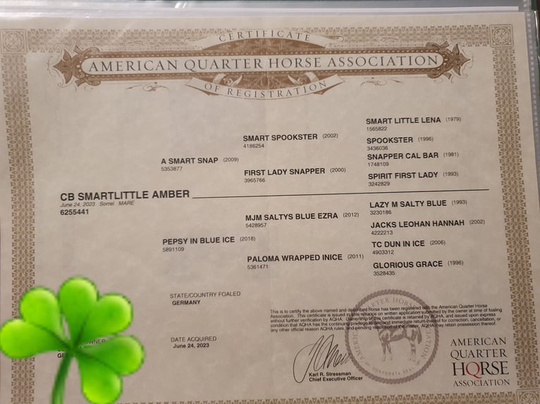 American Quarter Horse Stute 3 Jahre 157 cm Fuchs in Zerbst