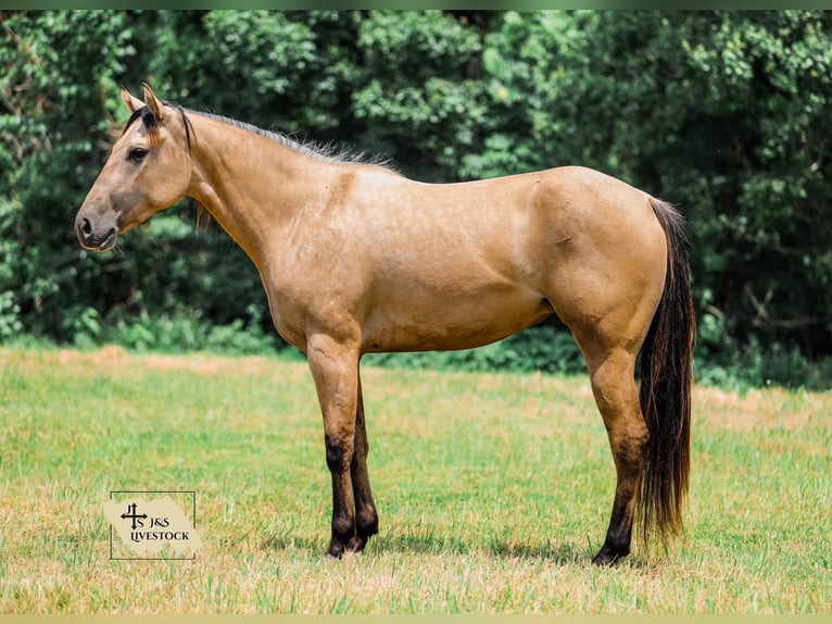 American Quarter Horse Stute 3 Jahre 157 cm in Santa Fe, TN