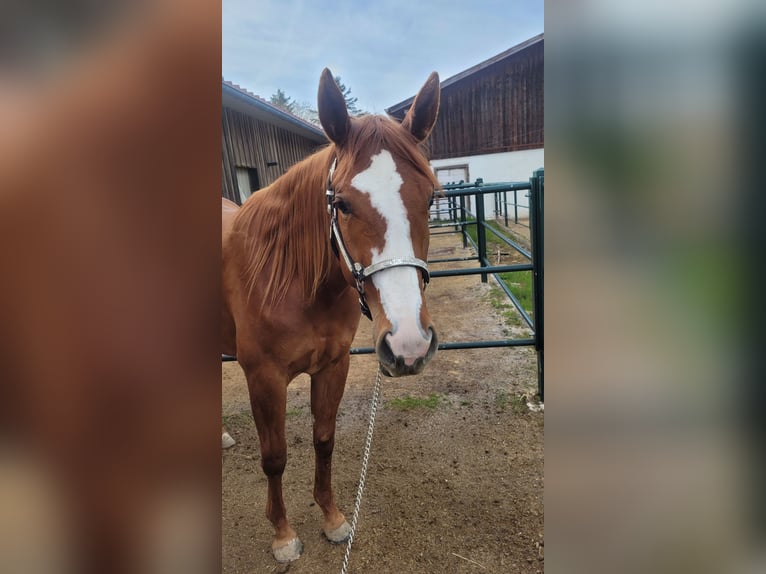 American Quarter Horse Stute 3 Jahre 158 cm Fuchs in Ravenstein