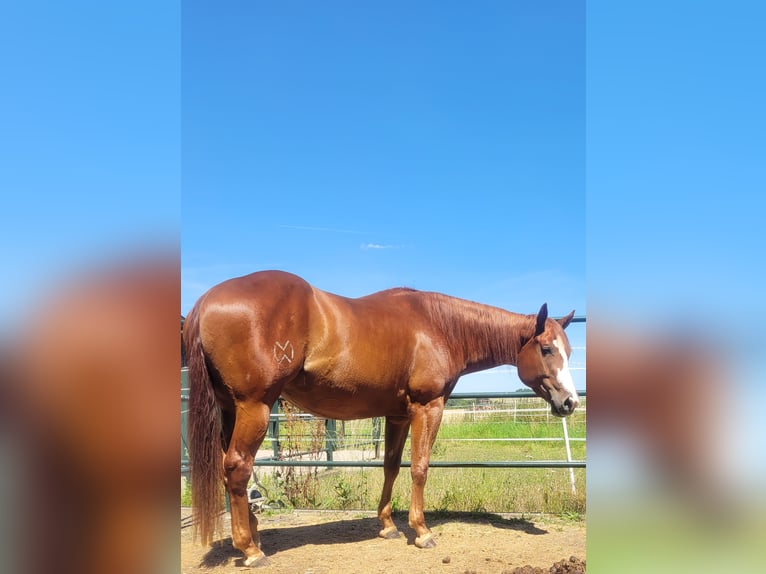 American Quarter Horse Stute 3 Jahre 158 cm Fuchs in Ravenstein