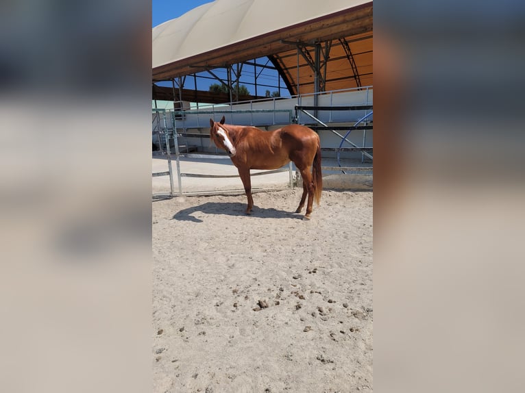 American Quarter Horse Stute 3 Jahre 158 cm Fuchs in Ravenstein