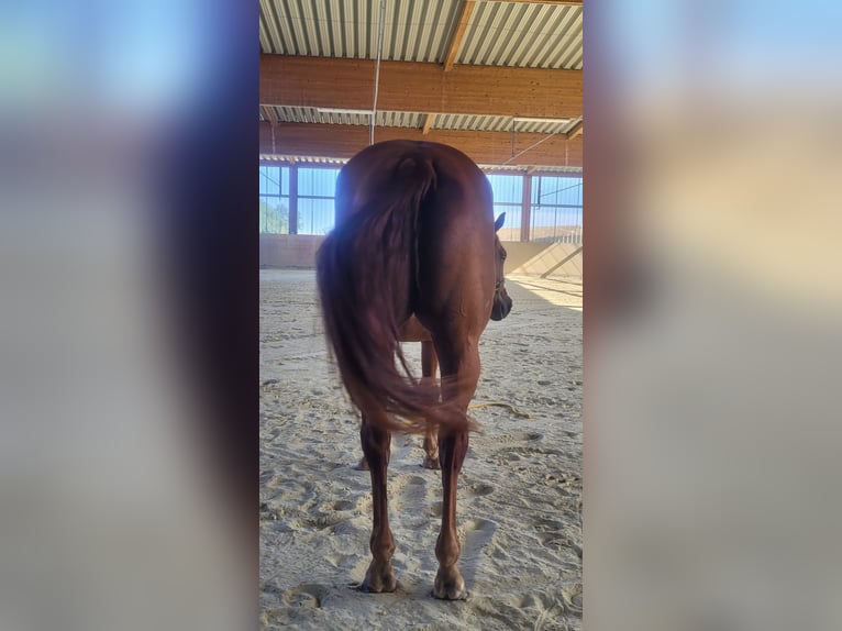 American Quarter Horse Stute 3 Jahre 158 cm Fuchs in Ravenstein