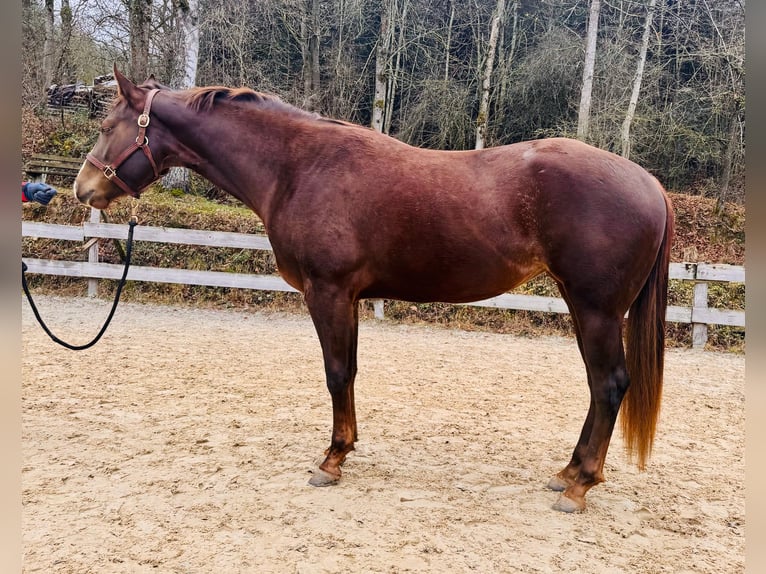 American Quarter Horse Stute 3 Jahre 160 cm Dunkelfuchs in Finnentrop