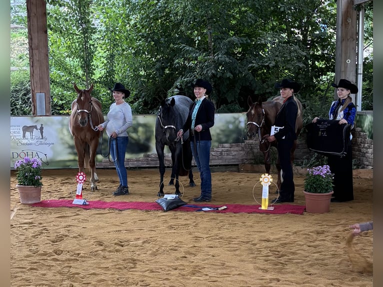 American Quarter Horse Stute 3 Jahre 160 cm Dunkelfuchs in Bad Soden-Salmünster