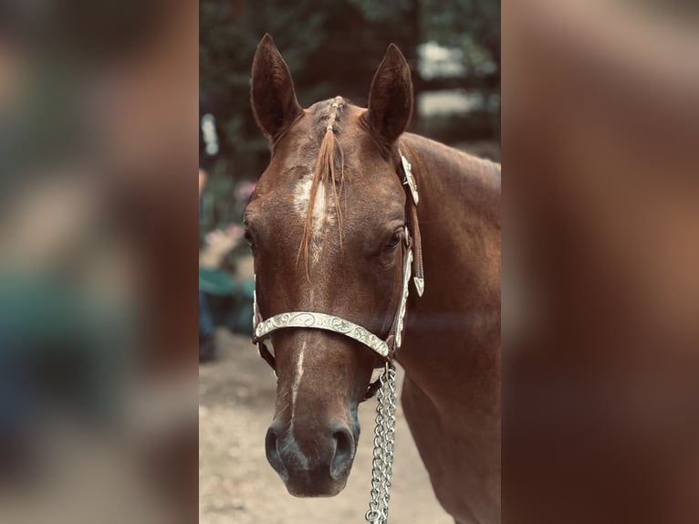American Quarter Horse Stute 3 Jahre 160 cm Dunkelfuchs in Bad Soden-Salmünster