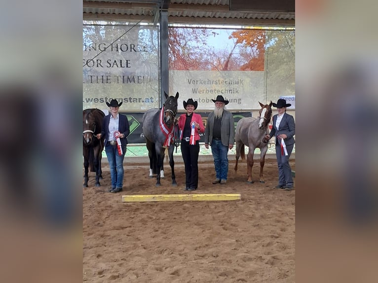 American Quarter Horse Stute 3 Jahre 160 cm Roan-Bay in Pöttsching