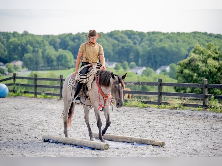 American Quarter Horse Mix Stute 3 Jahre 160 cm Roan-Blue in Honey Brook