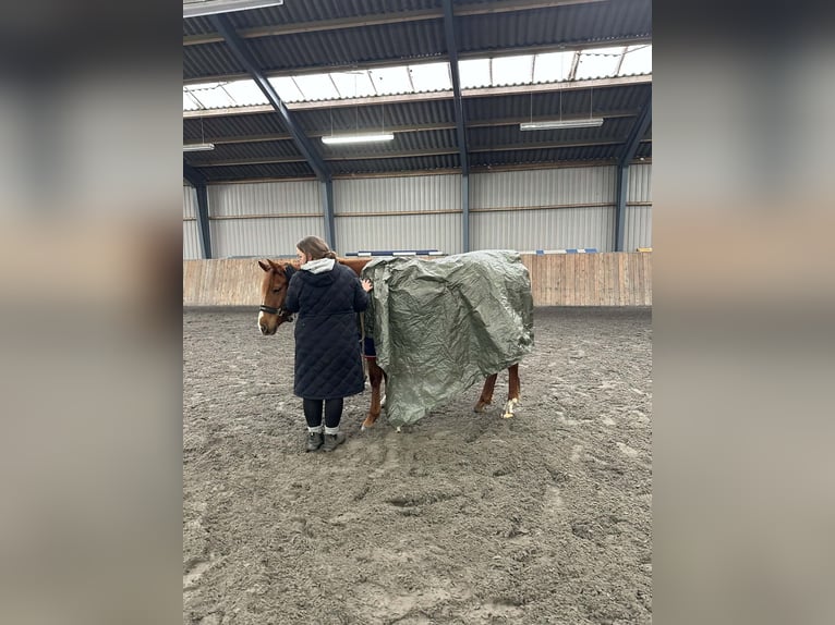 American Quarter Horse Stute 3 Jahre 160 cm Rotfuchs in Randers