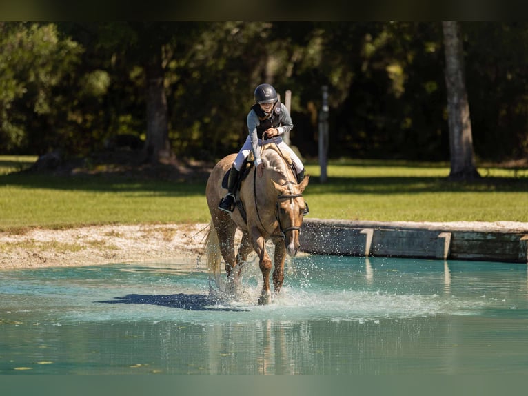American Quarter Horse Stute 3 Jahre 163 cm Palomino in Ocala