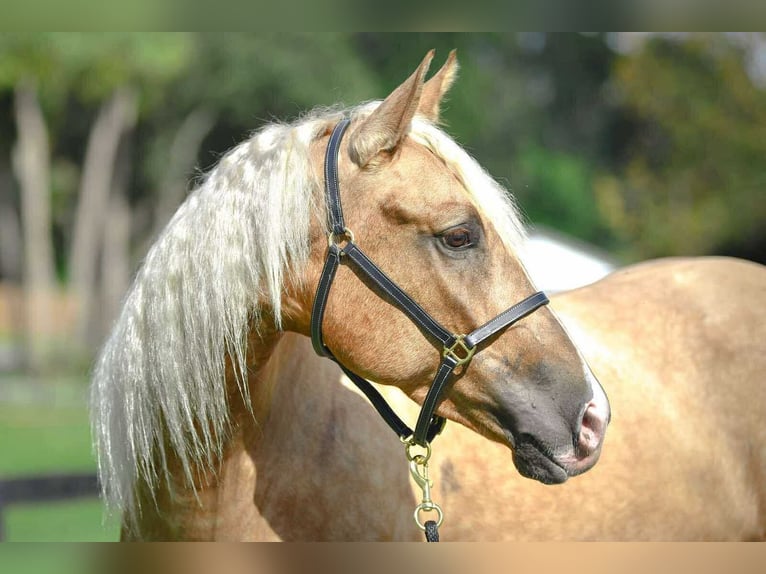 American Quarter Horse Stute 3 Jahre 163 cm Palomino in Ocala
