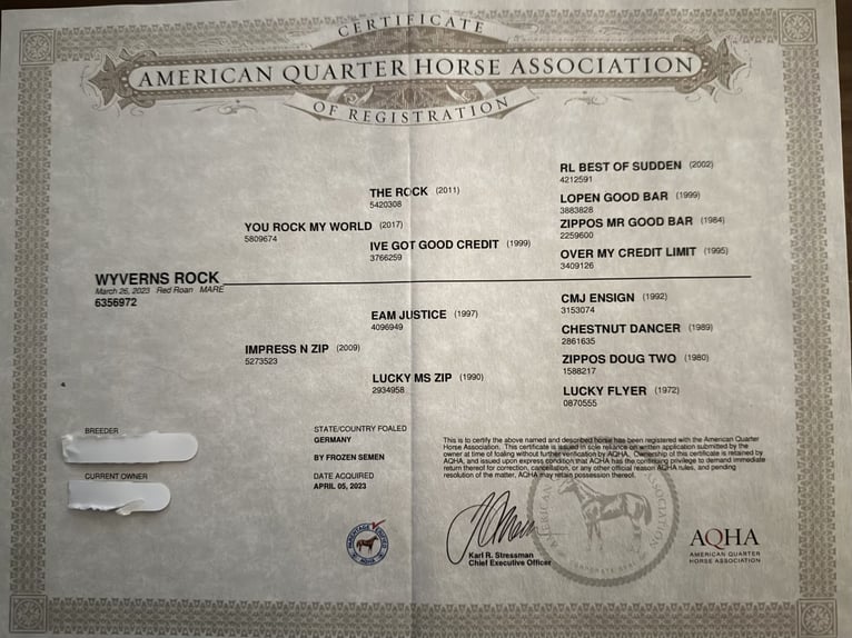 American Quarter Horse Stute 3 Jahre 165 cm Roan-Red in Völkenroth