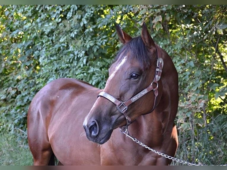 American Quarter Horse Stute 3 Jahre Brauner in Weinern