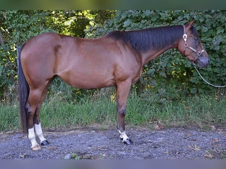 American Quarter Horse Stute 3 Jahre Brauner in Weinern