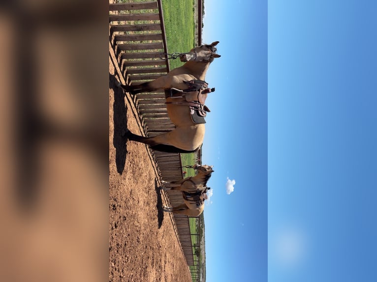 American Quarter Horse Stute 3 Jahre Buckskin in Edgewood