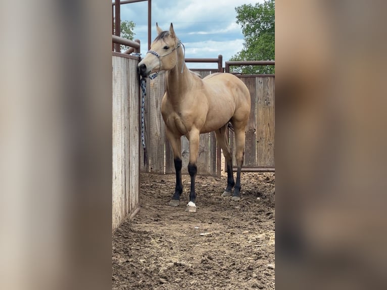 American Quarter Horse Stute 3 Jahre Buckskin in Edgewood