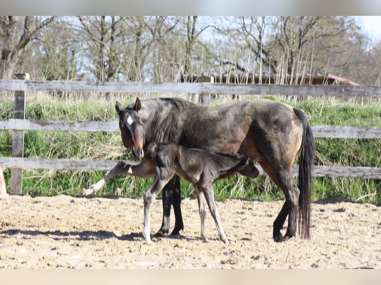 American Quarter Horse Stute 3 Jahre  in Anderlingen