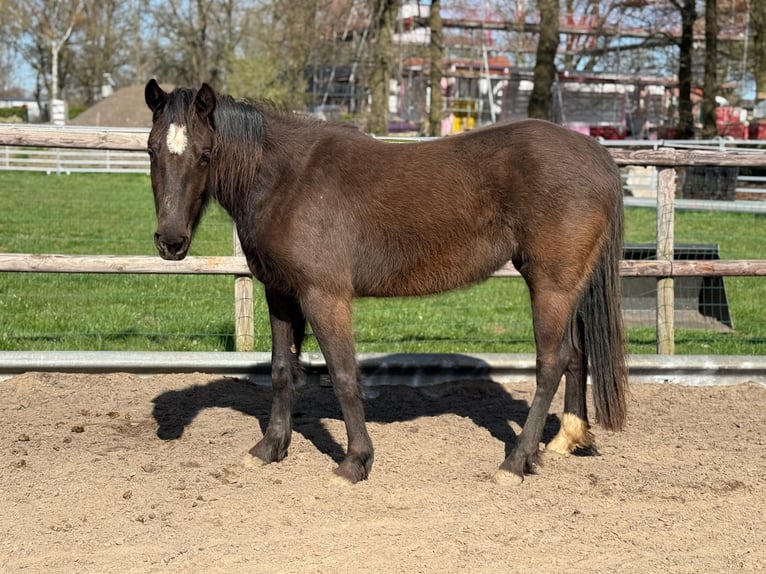 American Quarter Horse Stute 3 Jahre  in ANDERLINGEN
