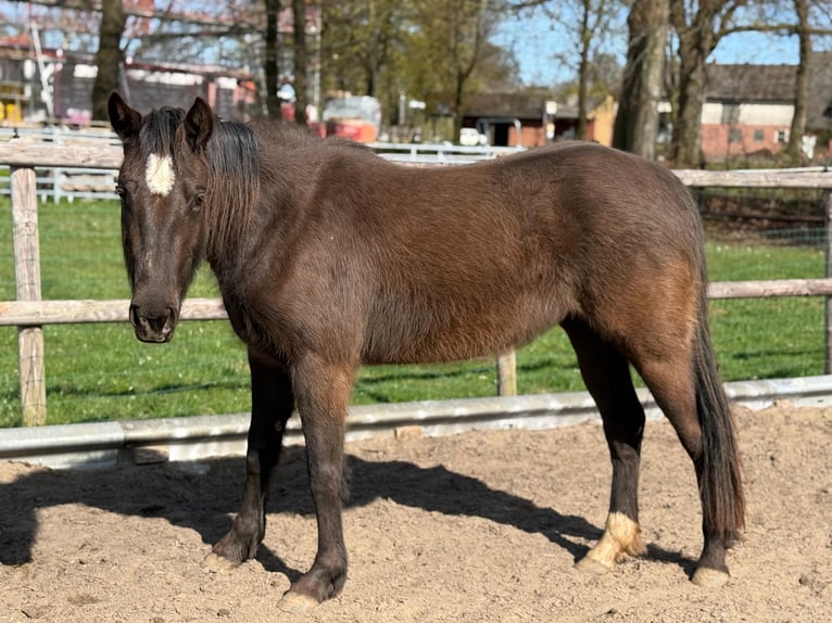 American Quarter Horse Stute 3 Jahre  in Anderlingen