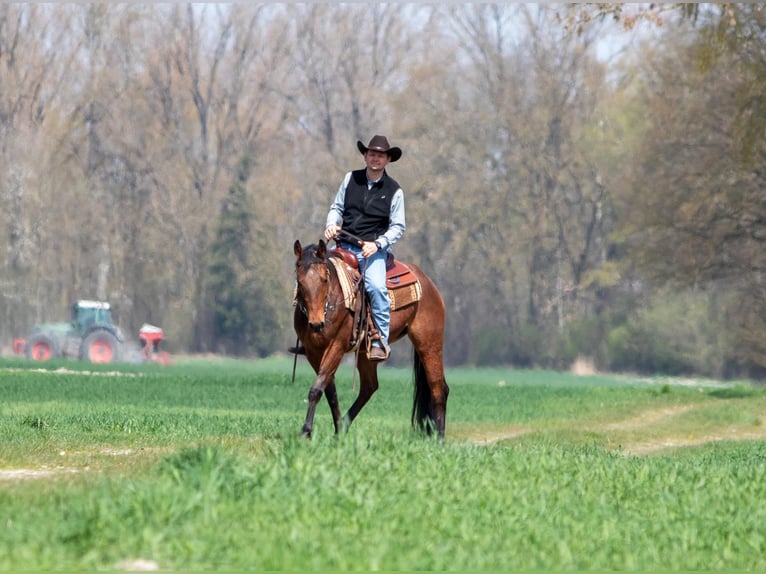 American Quarter Horse Stute 3 Jahre Dunkelbrauner in EhingenEhingen