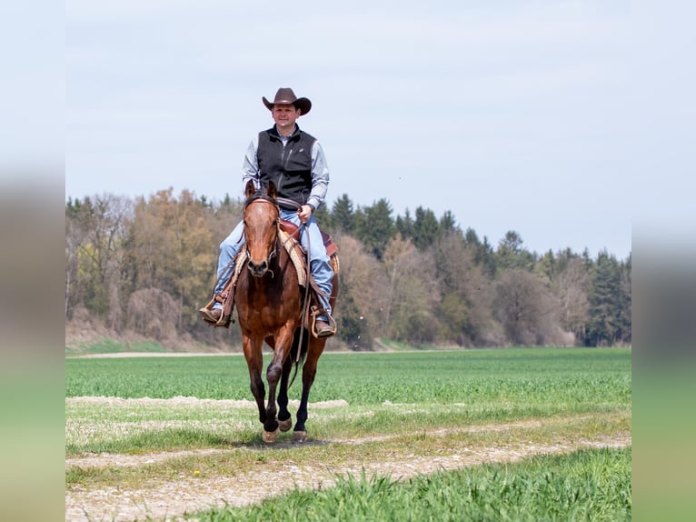 American Quarter Horse Stute 3 Jahre Dunkelbrauner in EhingenEhingen