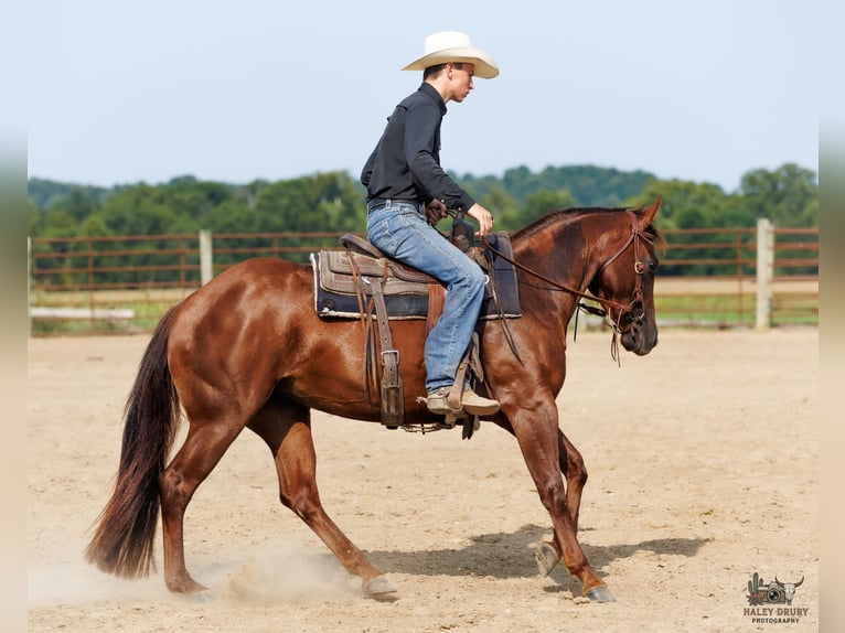 American Quarter Horse Stute 3 Jahre Dunkelfuchs in Auburn