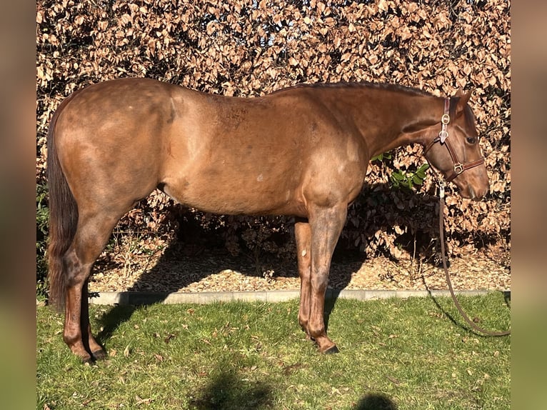 American Quarter Horse Stute 3 Jahre Dunkelfuchs in Oostham