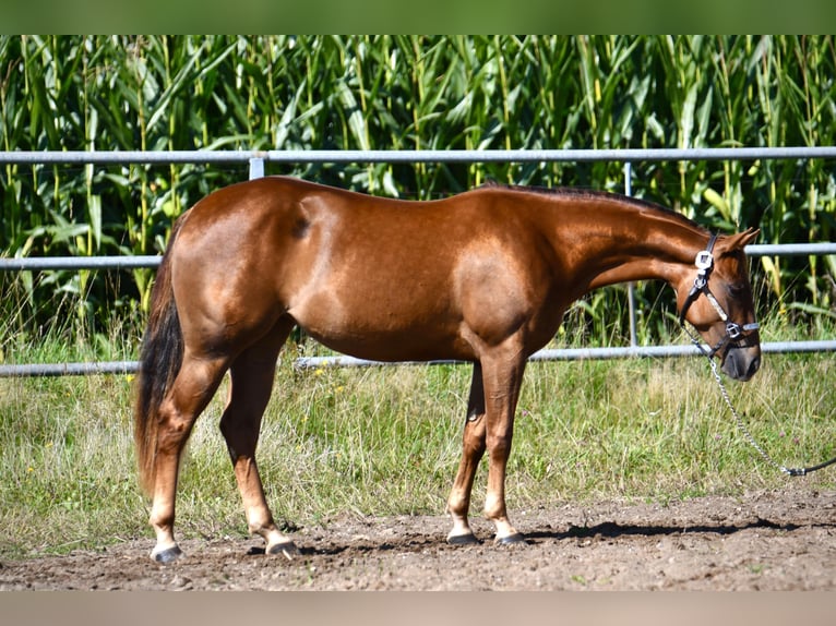 American Quarter Horse Stute 3 Jahre Dunkelfuchs in Parkstein