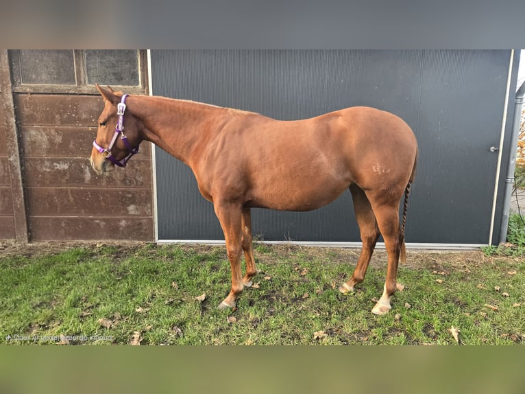 American Quarter Horse Stute 3 Jahre Fuchs in Rotstergaast