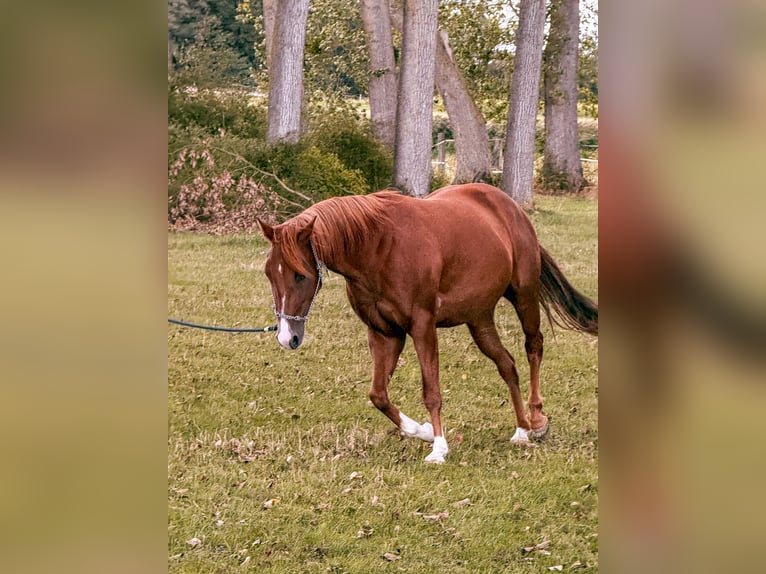American Quarter Horse Stute 3 Jahre Fuchs in val de moder