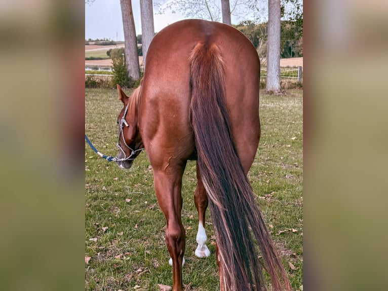 American Quarter Horse Stute 3 Jahre Fuchs in val de moder