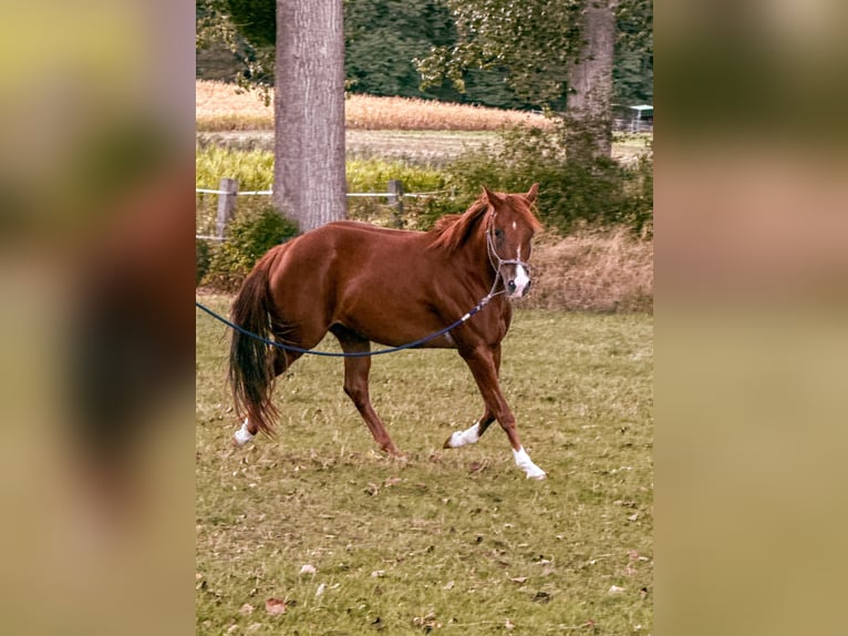 American Quarter Horse Stute 3 Jahre Fuchs in val de moder