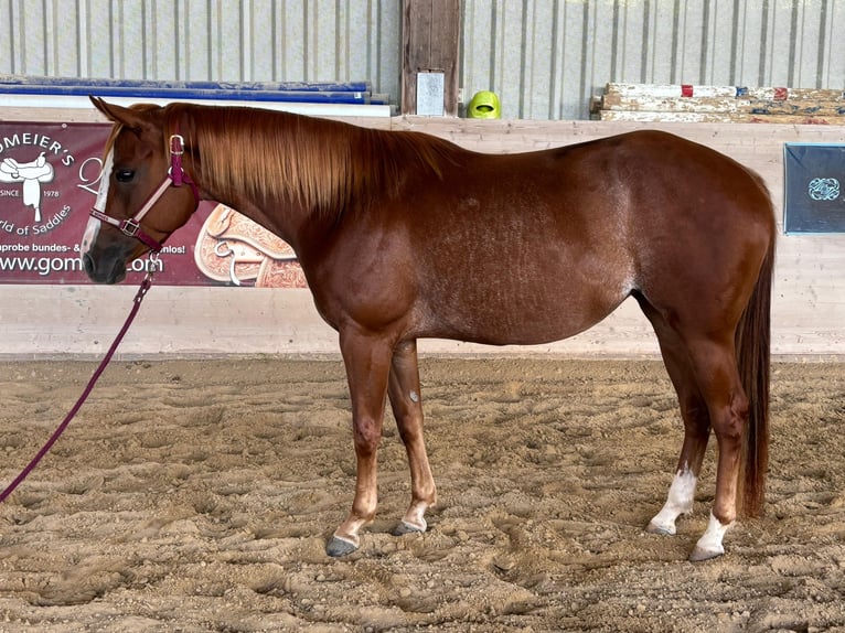 American Quarter Horse Stute 3 Jahre Fuchs in Eurasburg
