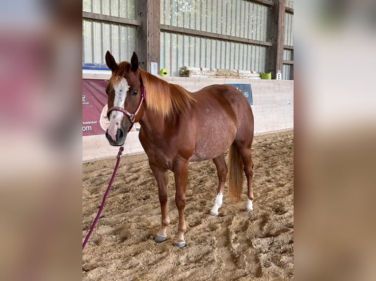 American Quarter Horse Stute 3 Jahre Fuchs in Eurasburg