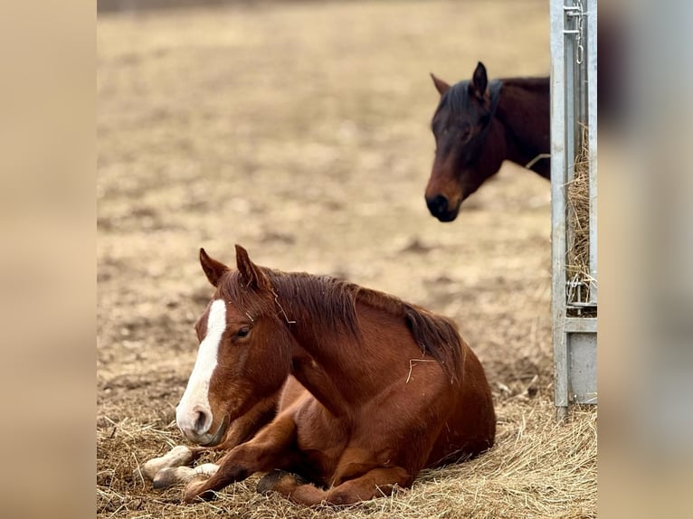 American Quarter Horse Stute 3 Jahre Fuchs in Lautertal